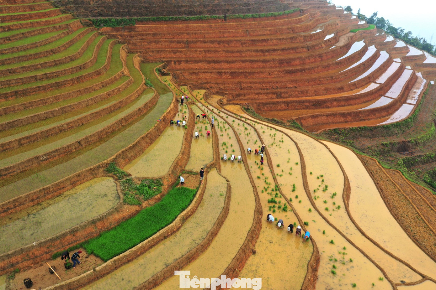 Các gia đình đều tập trung toàn bộ nhân lực trong nhà tranh thủ thời gian để gieo cấy.