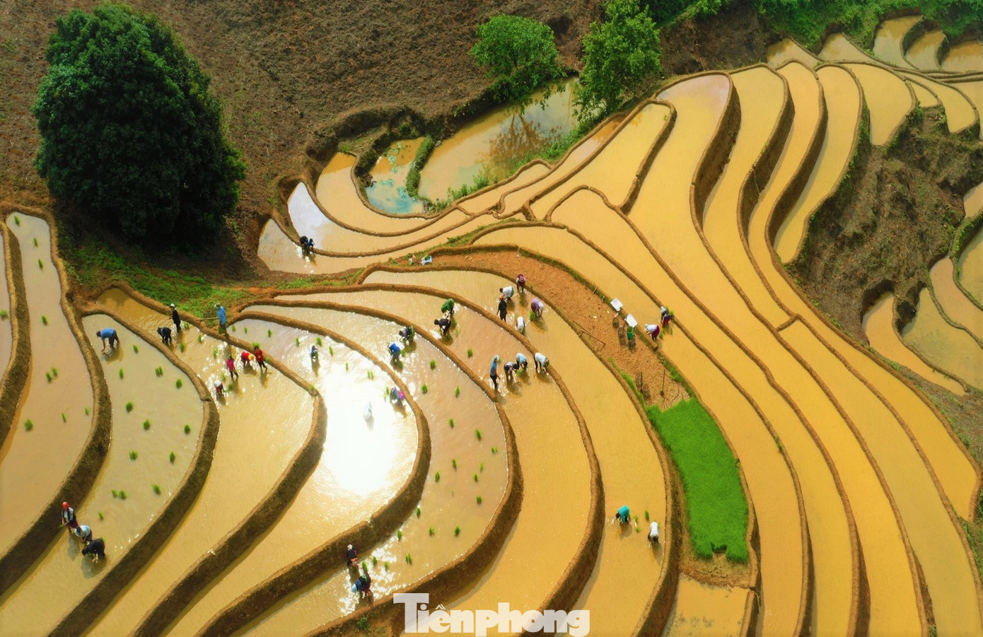 Theo lãnh đạo xã Phong Dụ Thượng, huyện Văn Yên, toàn xã có 295 ha lúa. Trong đó, riêng vụ hè thu bà con gieo cấy khoảng 160 ha.