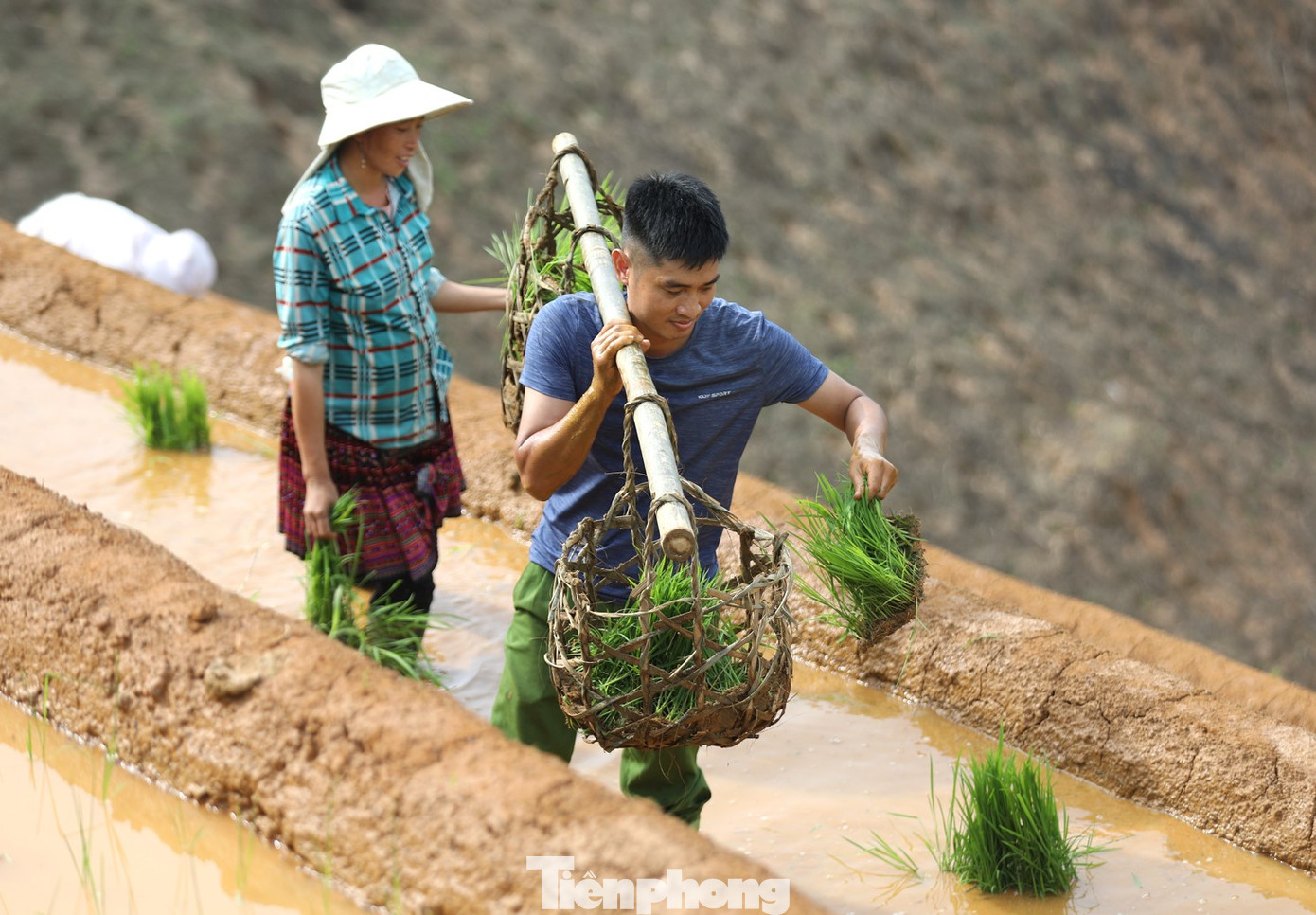 Đây cũng là thời điểm đồng bào Mông ở xã Phong Dụ Thượng, huyện Văn Yên (Yên Bái) tất bật, khẩn trương ra đồng.