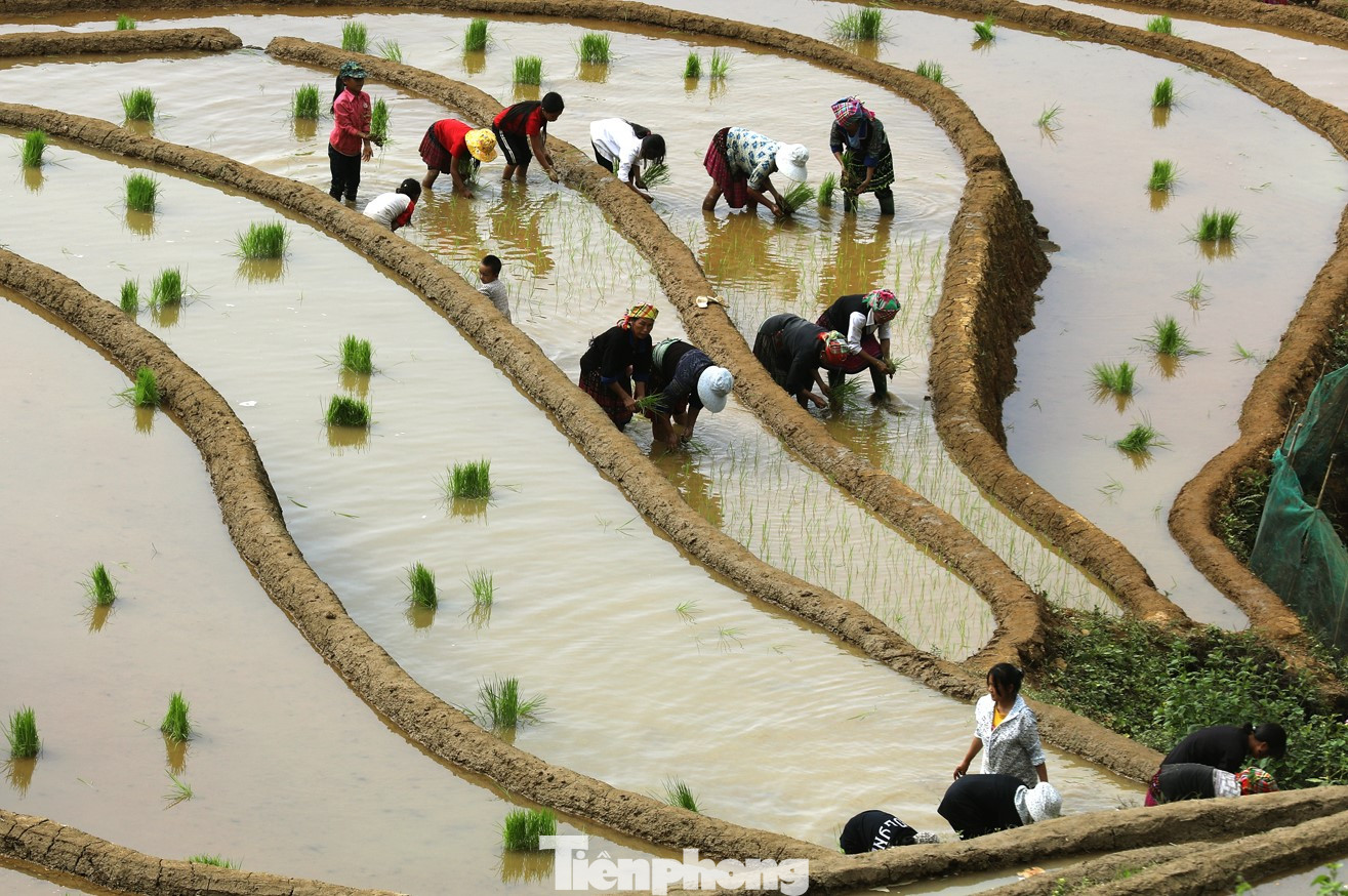 Dù những ngày này thời tiết nắng nóng, nền nhiệt lên cao, đồng bào nơi đây vẫn hăng say, hồ hởi có mặt trên những thửa ruộng bậc thang của gia đình để gieo cấy.