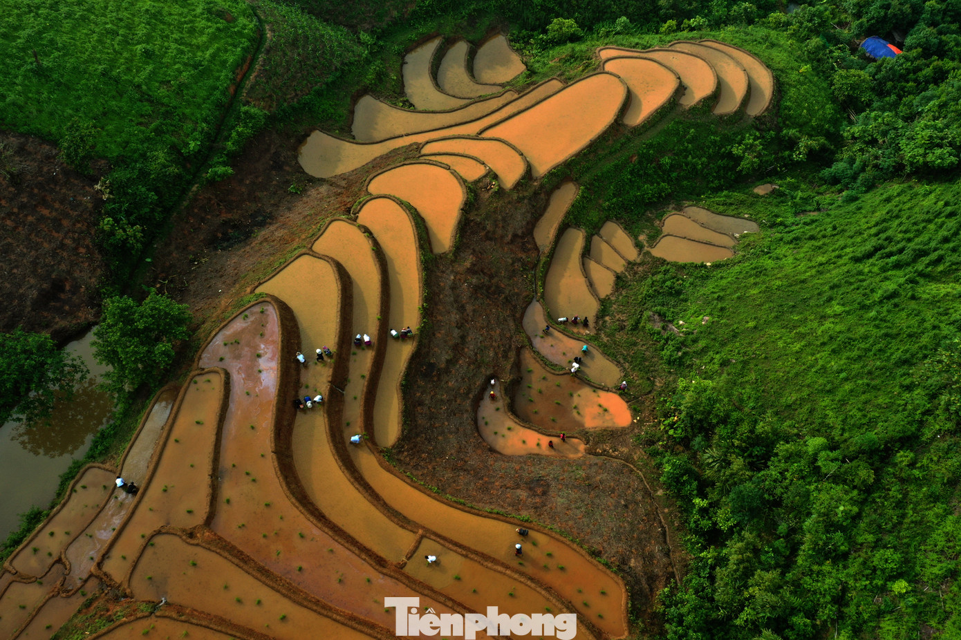 Để hỗ trợ bà con kịp thời gieo cấy vụ hè thu "chạy đuổi" kịp thời vụ, cán bộ cùng lực lượng công an xã cũng thường xuyên ra đồng để hỗ trợ nhân dân gieo cấy.