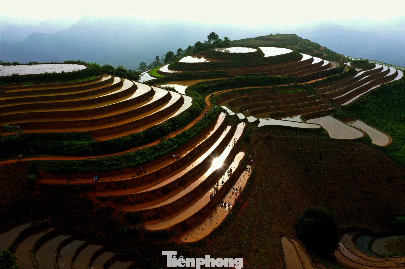 Đến hiện tại, tiến độ gieo cấy vụ hè thu đã đạt khoảng gần 80%. Bà con trong vùng đều đoàn kết để hướng đến một vụ mùa bội thu.