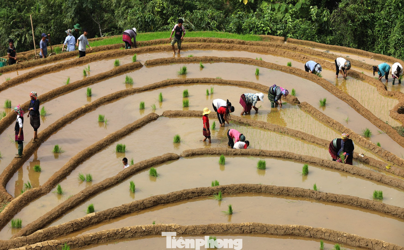 Trên các triền đồi, dù nắng nóng, mồ hôi chảy ròng ròng nhưng vẫn bà con vẫn hăng say lao động. Tiếng cười nói rộn ràng vang khắp từ triền đồi này sang triền đồi kia.