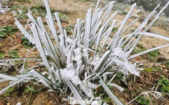 Tại đỉnh Kháu Nhà, giáp ranh giữa xã La Pán Tẩn và xã Cao Phạ, băng giá xuất hiện dày đặc. Tại đỉnh Kháu Nhà, giáp ranh giữa xã La Pán Tẩn và xã Cao Phạ, băng giá xuất hiện dày đặc.