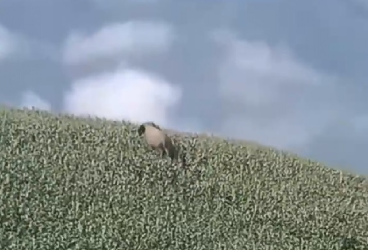 Cá thể voi rừng xuất hiện trên nương của người dân tại xã Chiềng Khoong, huyện Sông Mã, tỉnh Sơn La sáng 6/9.