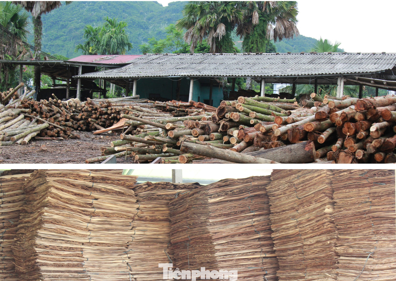 Nhiều cơ sở chế biến gỗ ở Yên Bái đóng cửa do không tìm được nguồn tiêu thụ. Nhiều cơ sở chế biến gỗ ở Yên Bái đóng cửa do không tìm được nguồn tiêu thụ.