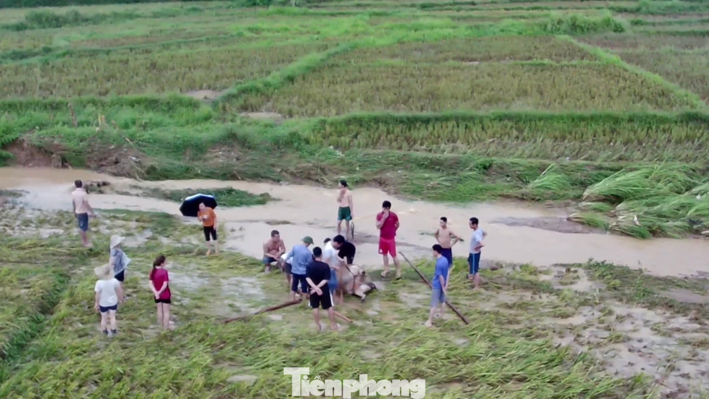 Trong đó, có 379 ngôi nhà bị thiệt hại nặng nề; 90,7ha diện tích đất nông nghiệp bị ảnh hưởng. Trong đó, có 379 ngôi nhà bị thiệt hại nặng nề; 90,7ha diện tích đất nông nghiệp bị ảnh hưởng.
