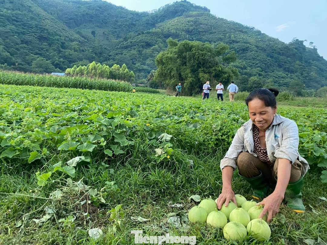 Sau khi đến mùa thu hoạch, những người nông dân trực tiếp đến thu hoạch và chở vào đất liền để bán cho lái buôn đến thu mua ngay tại bến hay bán cho những người dân, du khách.