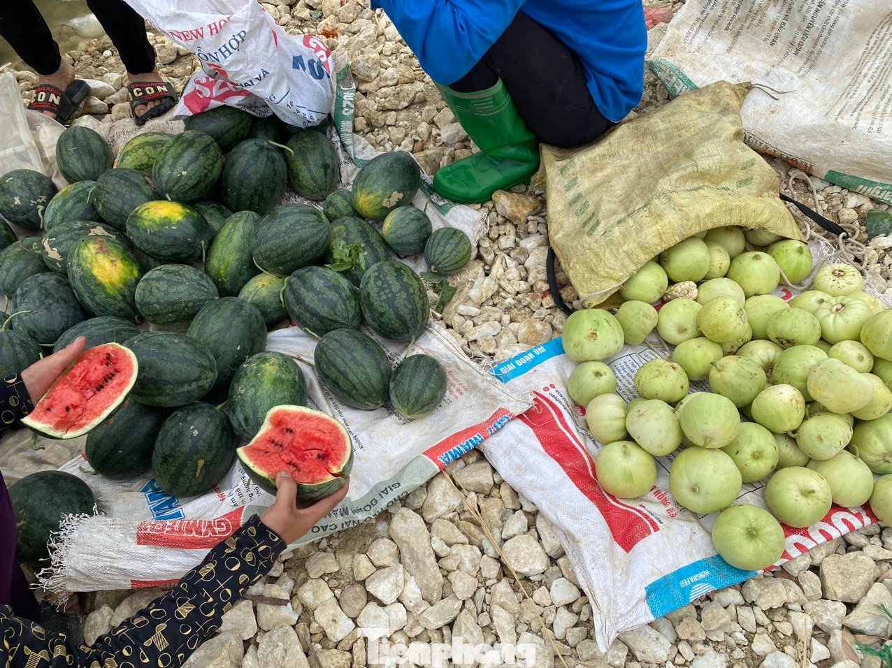 Chị Út cho biết thêm, dưa lê và dưa hấu trồng tại đây có vị ngọt sắc, tươi ngon, cùi mỏng, lõi dày, màu đỏ rực và thơm nên mọi người đều rất thích. Thậm chí nếu có thời gian còn có thể trực tiếp đến các đảo để tự tay thu hái.