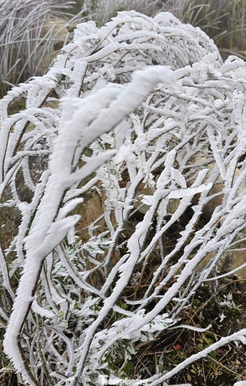 Theo đó, băng giá xuất hiện từ đêm qua (21/12), nhưng đến sáng 22/12, bắt đầu dày đặc, bám kết lên các cành cây tại đỉnh La Pán Tẩn. Theo đó, băng giá xuất hiện từ đêm qua (21/12), nhưng đến sáng 22/12, bắt đầu dày đặc, bám kết lên các cành cây tại đỉnh La Pán Tẩn.