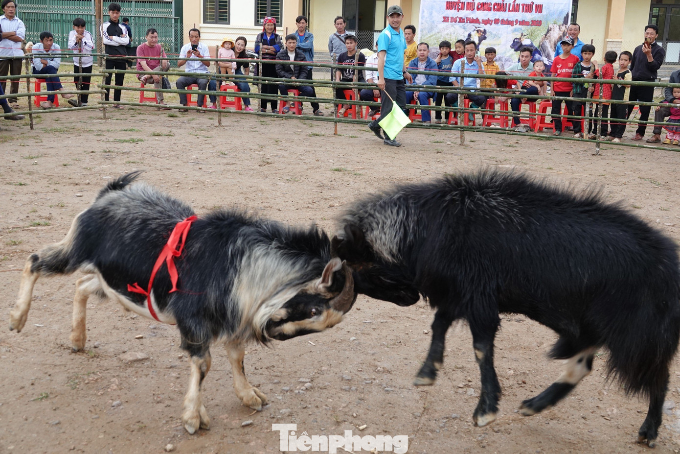 Dê tham gia hội thi là dê đực từ 2 năm tuổi trở lên, nhanh nhẹn. Dê không dùng bất kỳ chất kích thích hay không bôi hóa chất, chất độc vào sừng khi thi đấu.