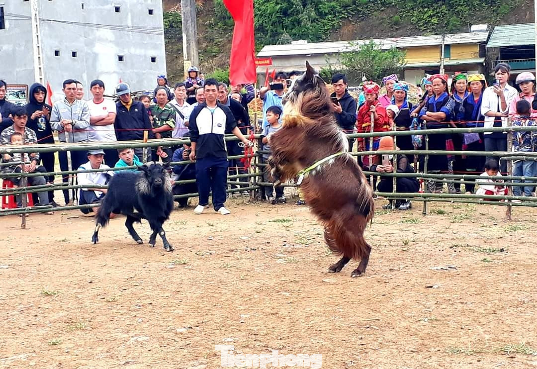 Không quá mạnh mẽ như những cuộc chọi trâu, chọi dê nhẹ nhàng hơn nhưng cũng không kém phần hấp dẫn. Những miếng đánh hiểm như kẹp sừng, bẻ sừng, kẹp chân, quật ngã của những chú dê làm nóng không gian sới đấu.