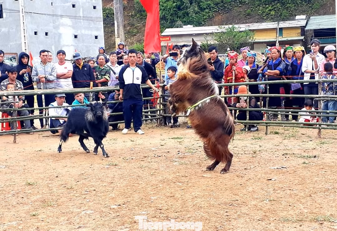 Không quá mạnh mẽ như những cuộc chọi trâu, chọi dê nhẹ nhàng hơn nhưng cũng không kém phần hấp dẫn. Những miếng đánh hiểm như kẹp sừng, bẻ sừng, kẹp chân, quật ngã của những chú dê làm nóng không gian sới đấu.