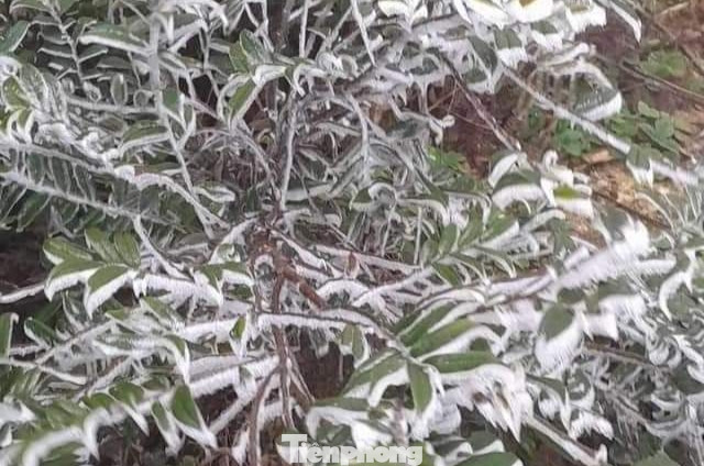 Hiện trên địa bàn xã chưa ghi nhận trâu, bò chết do đói, rét. Hiện trên địa bàn xã chưa ghi nhận trâu, bò chết do đói, rét.