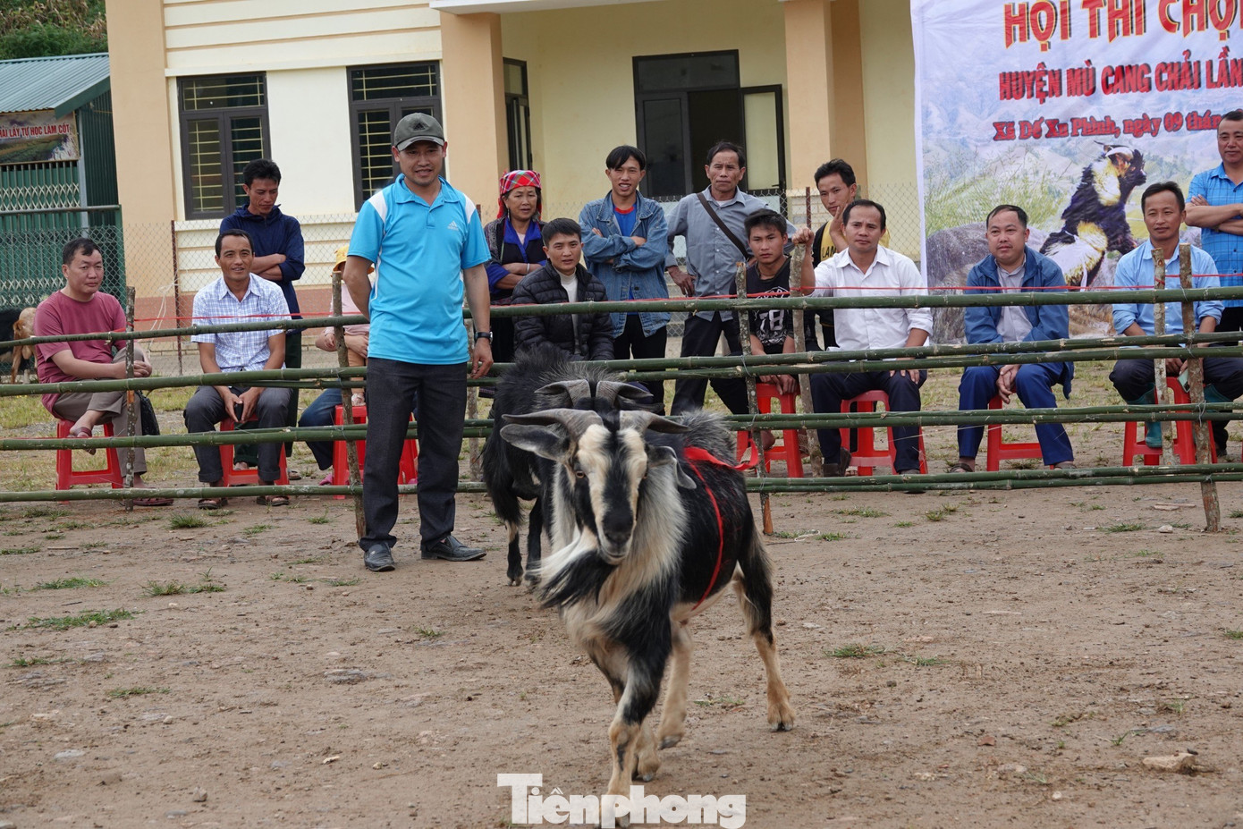 Hội thi chọi dê năm 2023 có sự tham gia của 50 “đấu sĩ” được lựa chọn từ khắp các bản, làng của các địa phương trên địa bàn huyện Mù Cang Chải.