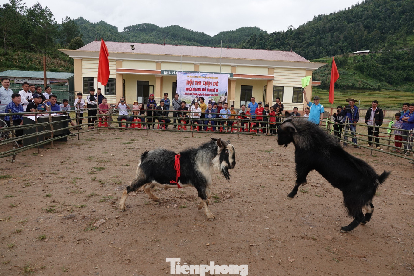Các “đấu sĩ” cống hiến cho khán giả những trận đấu hấp dẫn, quyết liệt nhưng cũng không thiếu những tình huống hài hước, vui nhộn. Một điểm đặc biệt ở những trận chọi dê, đó là khả năng bị thương của các "đấu sĩ" rất thấp. Hình dáng ngộ nghĩnh của các đấu sĩ càng làm cho không khí Hội thi thêm vui vẻ và sôi động.