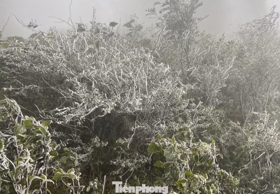Theo người dân ở xã La Pán Tẩn, đây là một trong những đỉnh núi của xã hàng năm thường xuất hiện băng giá mỗi đợt không khí lạnh tăng cường.