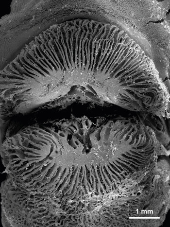 Cá hút thịt san hô bằng nụ hôn tử thần ảnh 1