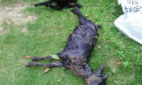 Kinh ngạc nhìn trăn nôn vội con dê khi bị phát hiện ảnh 1