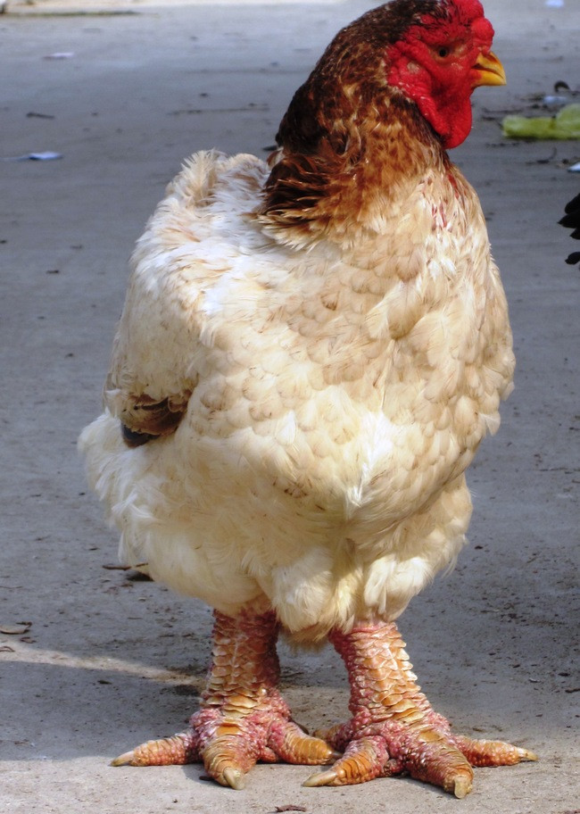 Con gà mái này có tuổi đời gần 2 năm, nặng 5,5 kg. Anh Minh cho rằng với loại gà thuần chủng và hiếm có cặp nào đạt trọng lượng tới mức này nên phải bán từ 50 triệu đồng một cặp trở lên