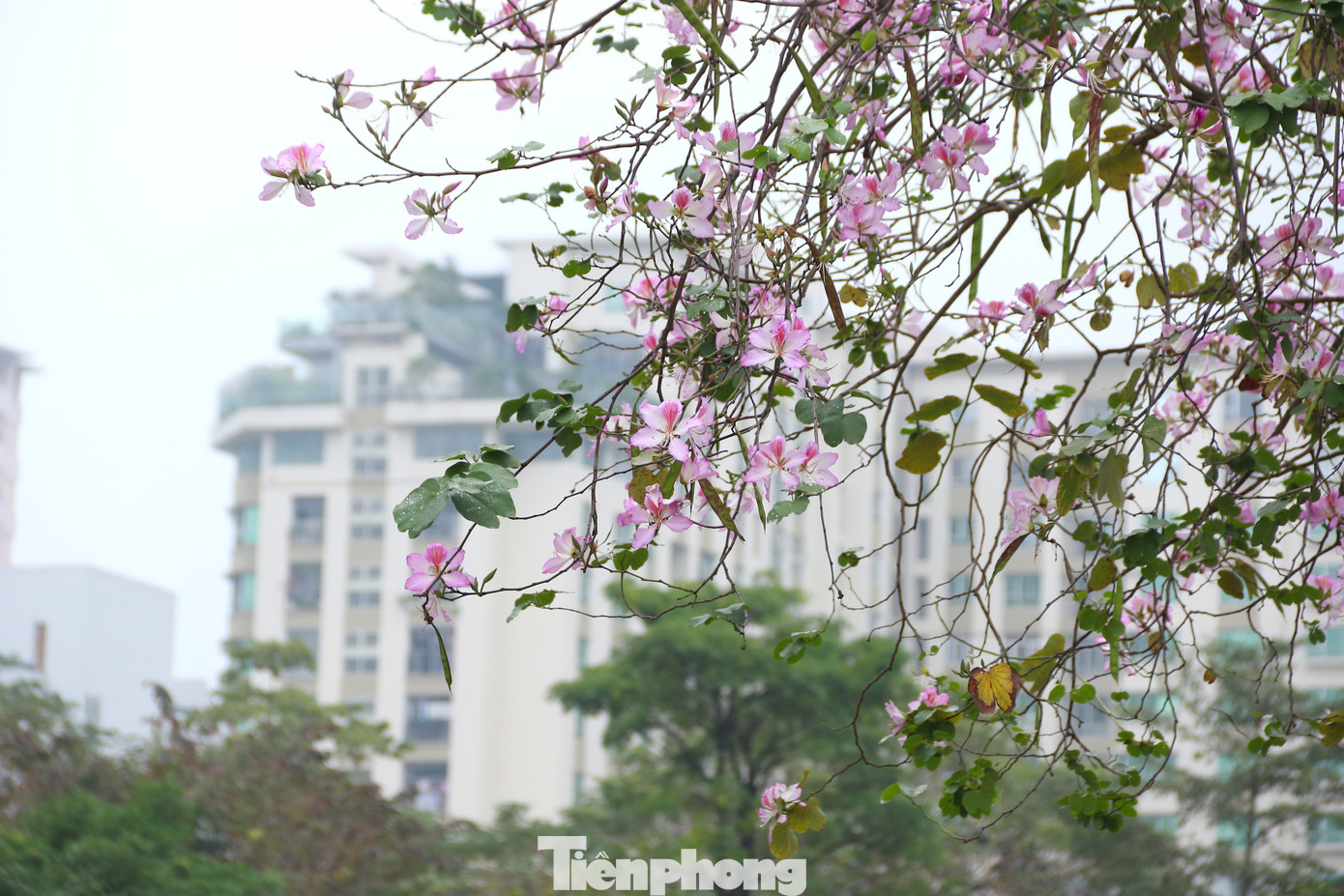 Cuối tháng 2, những cây hoa ban trắng và đỏ dọc các tuyến phố Hà Nội như Bắc Sơn, Hoàng Diệu, Thanh Niên,... đang bung sắc rực rỡ. Năm nay, hoa nở sớm hơn mọi năm gần nửa tháng. Là loài hoa đặc trưng của núi rừng Tây Bắc nhưng hoa ban đã xuất hiện ở Hà Nội từ khoảng những năm 1960. Cuối tháng 2, những cây hoa ban trắng và đỏ dọc các tuyến phố Hà Nội như Bắc Sơn, Hoàng Diệu, Thanh Niên,... đang bung sắc rực rỡ. Năm nay, hoa nở sớm hơn mọi năm gần nửa tháng. Là loài hoa đặc trưng của núi rừng Tây Bắc nhưng hoa ban đã xuất hiện ở Hà Nội từ khoảng những năm 1960.