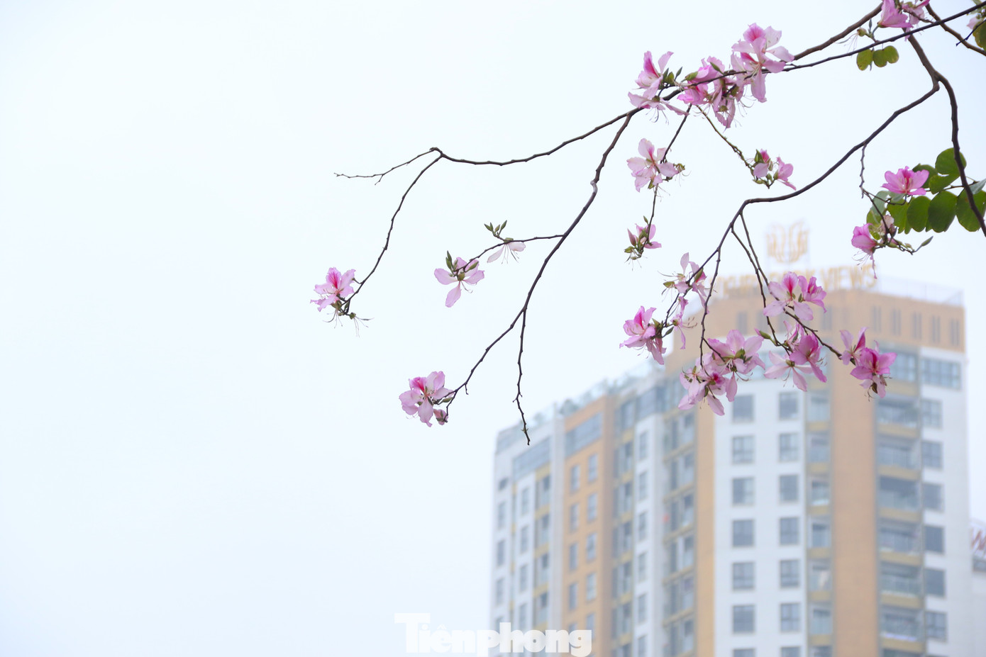 Với nhiều góc chụp, hoa ban ở công viên Cầu Giấy hứa hẹn sẽ thu hút rất đông người dân đến chụp ảnh. Với nhiều góc chụp, hoa ban ở công viên Cầu Giấy hứa hẹn sẽ thu hút rất đông người dân đến chụp ảnh.