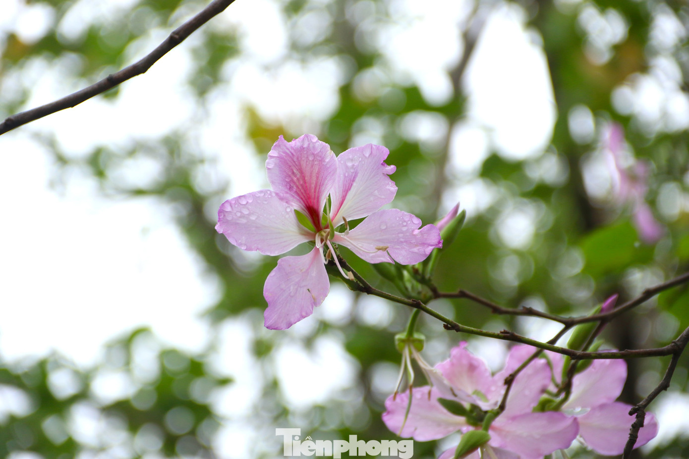 Hoa ban rừng có màu tím và trắng, loài hoa mỏng manh có mùi hương nhẹ khiến bao người mê đắm. Hoa ban rừng có màu tím và trắng, loài hoa mỏng manh có mùi hương nhẹ khiến bao người mê đắm.
