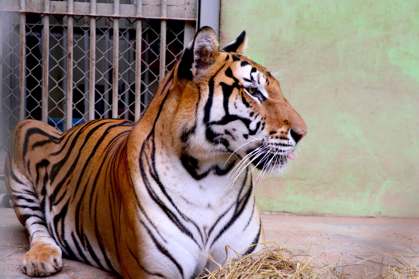 Tám con hổ được nuôi trong nhiều chuồng riêng biệt. Khu chăm sóc hổ thoáng mát, trái ngược với chuồng trại chật hẹp dưới tầng hầm của các hộ gia đình nuôi trái phép.