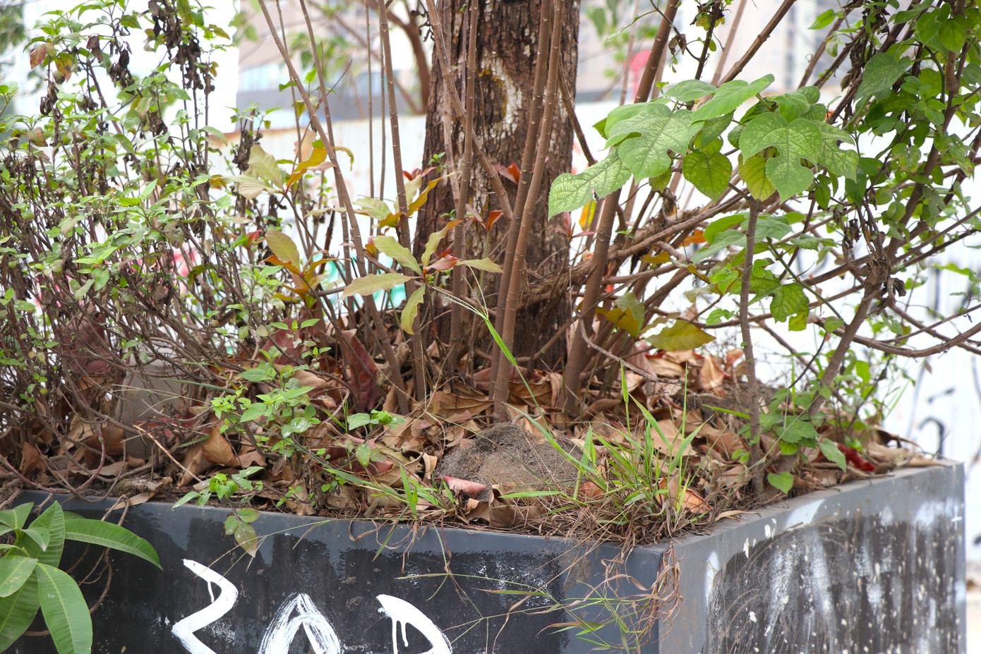 Bồn cây được làm bằng khung sắt và quây bằng nhựa đen, nhiều bồn đã có hiện tượng siêu vẹo, bị vẽ chằng chịt biển quảng cáo vá xe.