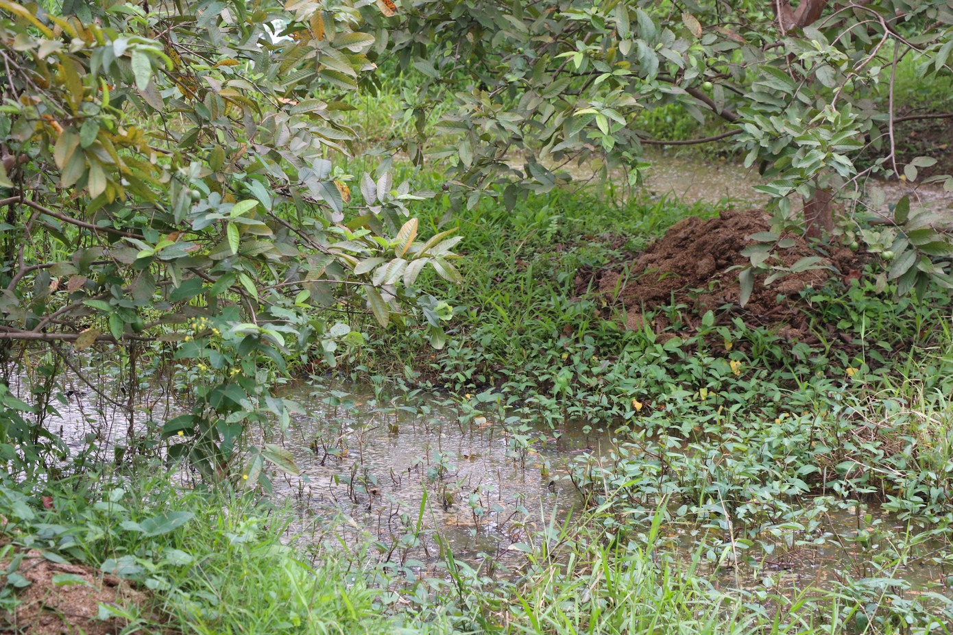 Khu vườn ăn quả ngập nước thải bẩn tại Dương Liễu.