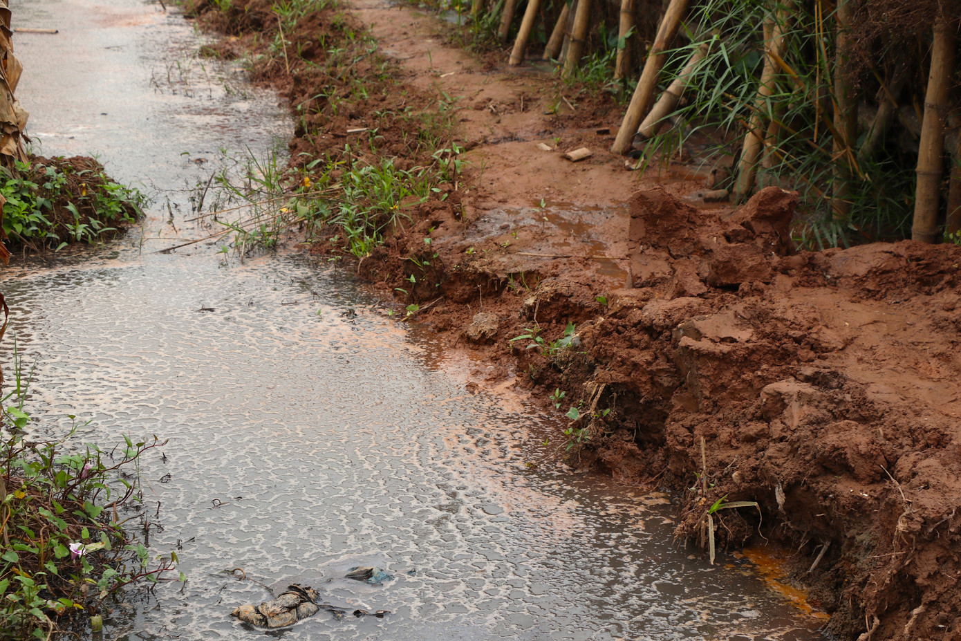 Cống rãnh chạy dọc đường làng bốc mùi hôi thối, mủn bột đọng lại thành mảng, sủi bọt trắng đặc quánh và đầy ruồi nhặng.