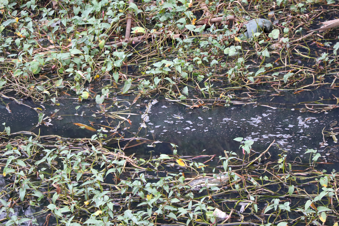 Ông Lê Trần Hồng - Trưởng thôn Hoà Hợp, xã Dương Liễu cho biết, tình trạng các hộ sản xuất các sản phẩm nông nghiệp xả thải trực tiếp ra môi trường gây ô nhiễm dân cư được diễn ra hàng chục năm nay. Vào mùa chế biến dong diềng, liên tục mỗi ngày sử dụng hàng trăm tấn đót, sắn; việc xử lý triệt để số lượng chất thải cho hệ thống kênh rạch rất khó khăn do địa phương không có kinh phí.