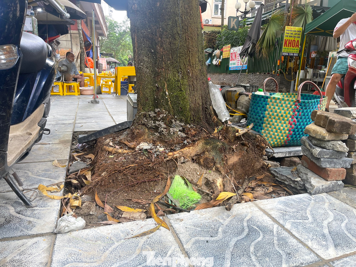 Nhiều người dân tại các khu vực có cây bị ảnh hưởng cho biết, khi hoàn thành việc thi công vỉa hè, nền đất cứng như đá, nhiều gạch sỏi cộng thêm việc trồng lại cây cẩu thả khiến rễ cây khó đâm sâu vào lòng đất, bộ rễ chỉ quanh quẩn trong một hố nhỏ khoảng 1m2.