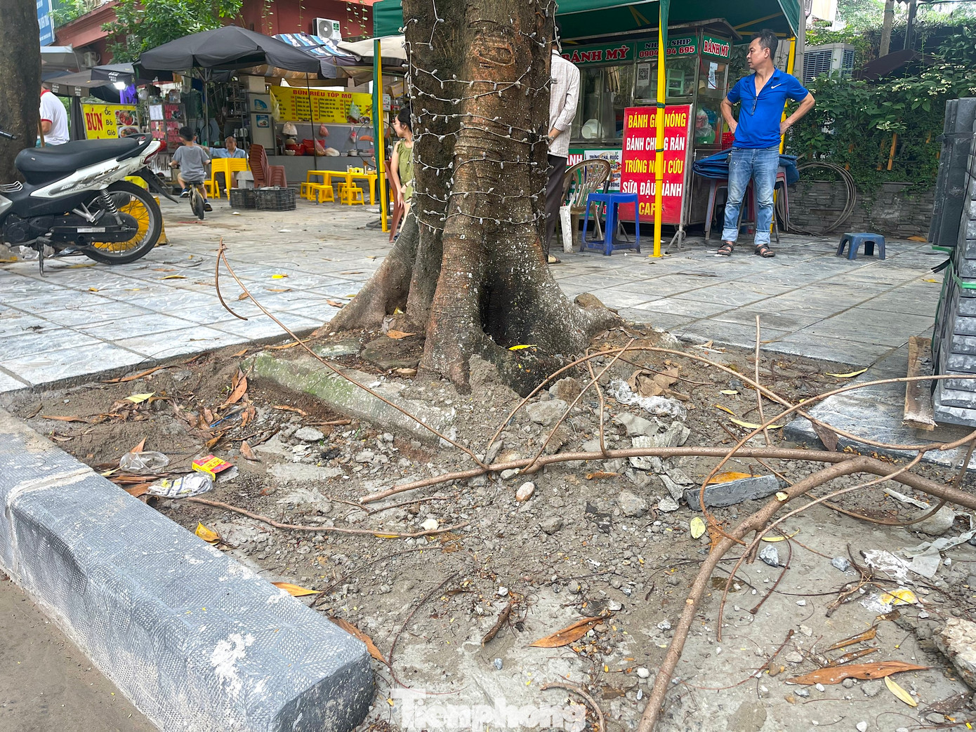 Dọc tuyến phố Hoàng Đạo Thúy (quận Cầu Giấy) dù vỉa hè còn đang thi công và dần hoàn thiện nhưng nhiều cây xanh cũng đứng trước nguy cơ bị "bức tử" khi bị chặt rễ và nhô cao so với vỉa hè mới.