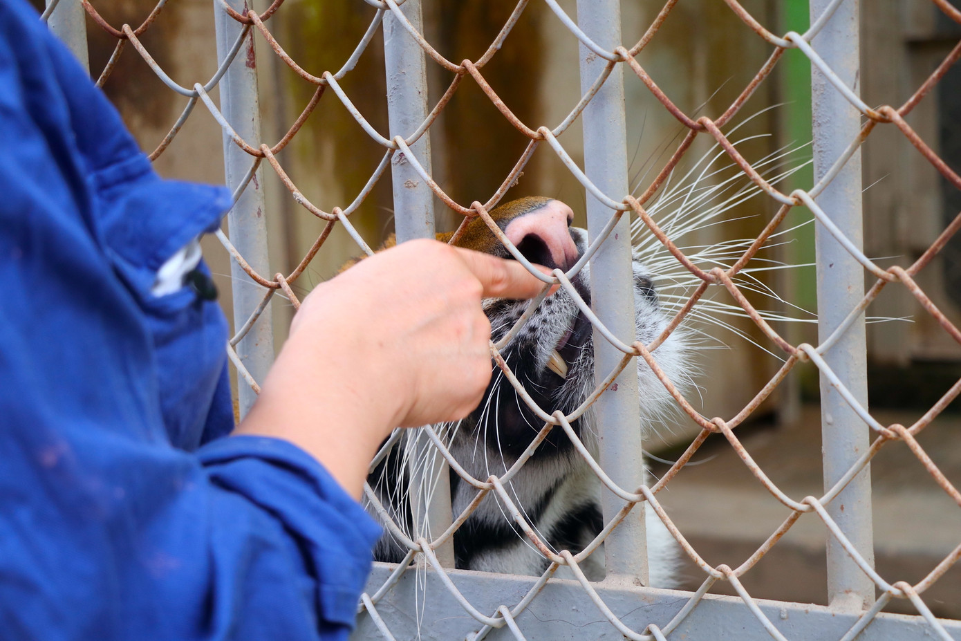 Chị Trần Thị Ngọc - Nhân viên tổ chăn nuôi thú dữ xí nghiệp chăn nuôi và phát triển động vật số 1 tại Vườn thú Hà Nội là người trực tiếp chăm sóc cho các con hổ từ khi mới về. Chị chia sẻ, đầu tiên khi mới về các bạn chỉ quen ăn gà, không thích ăn thịt bò. Mỗi khi nghe thấy tiếng động lạ hoặc tiếng gầm của con hổ cũ thì đều bị giật mình sợ. Sau đó, các cán bộ đã hết sức vất vả để huấn luyện cho các bạn quen dần với môi trường trong vườn thú như thế này.