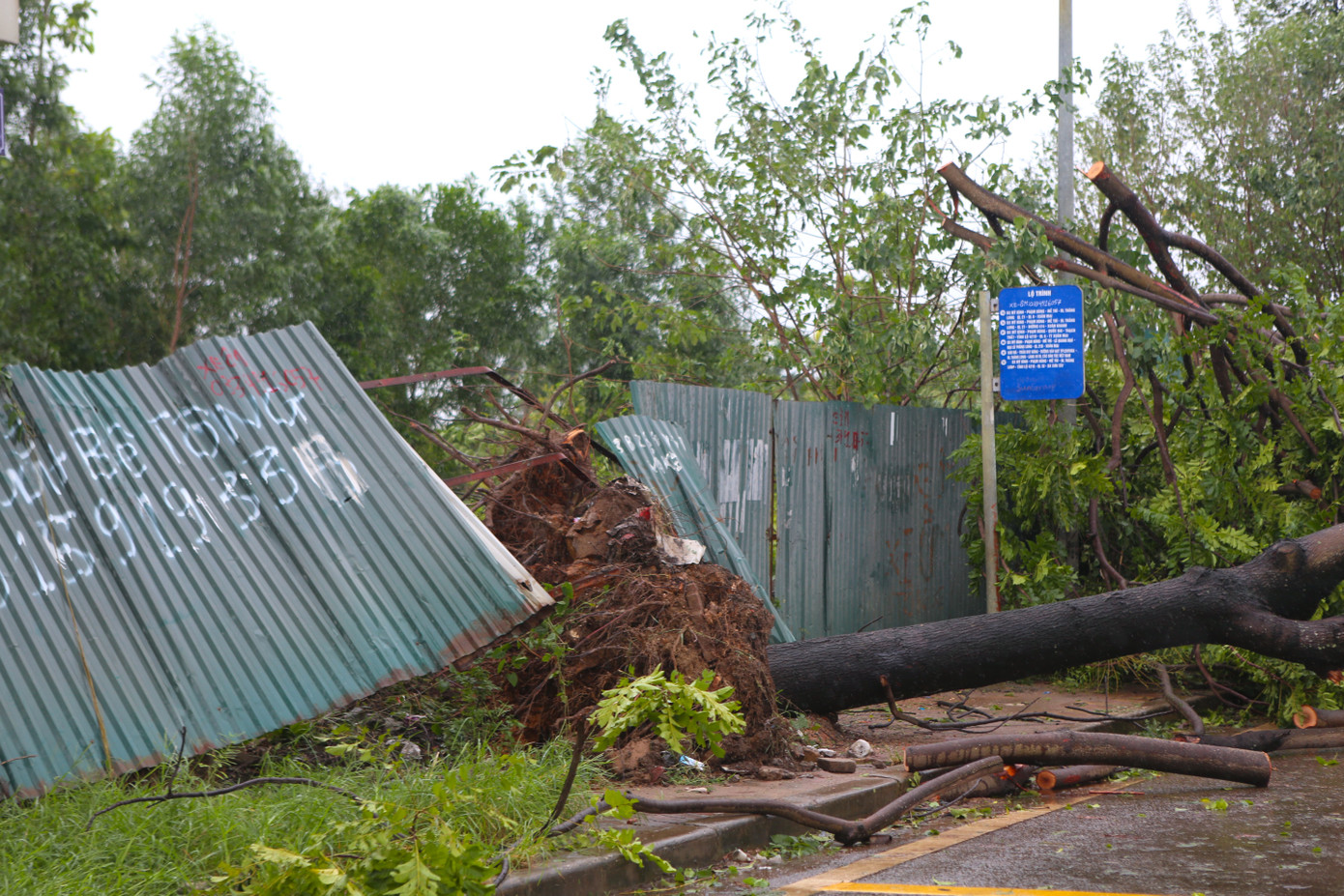 Dọc tuyến đường gom Đại lộ Thăng Long, hàng trăm cây cổ thụ bật gốc rễ đổ ra mặt đường.