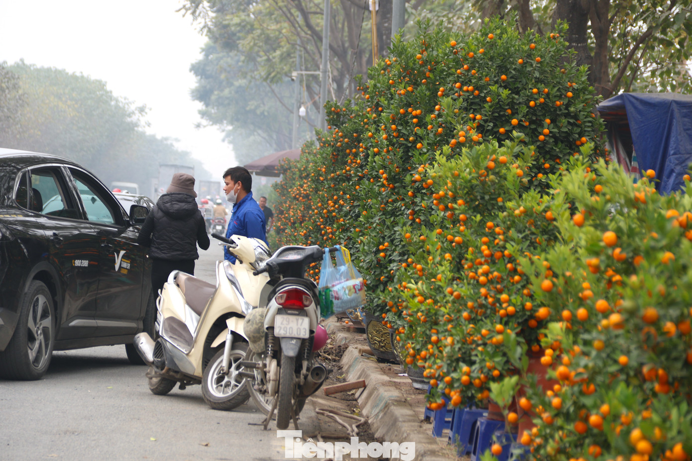Bên cạnh quất cảnh Tứ Liên, trong vài năm trở lại đây, quất cảnh tại xã Song Phương, huyện Hoài Đức (Hà Nội) cũng được nhiều người lựa chọn tin mua bởi dáng cây đẹp, sai quả và chín đều, giá cả phải chăng.