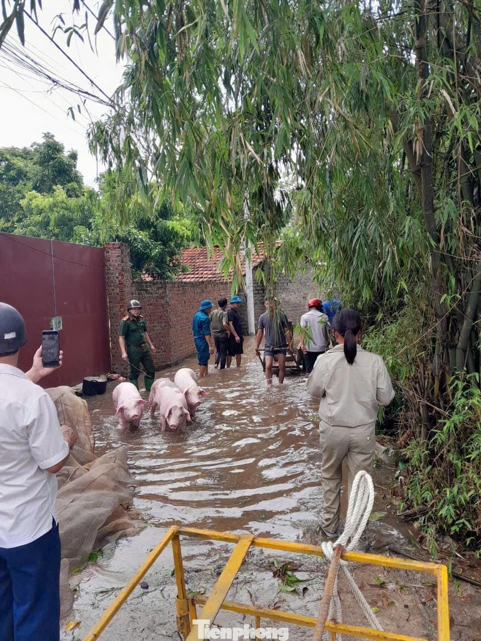 Lực lượng chức năng hỗ trợ người dân di chuyển vật nuôi tới khu vực an toàn.