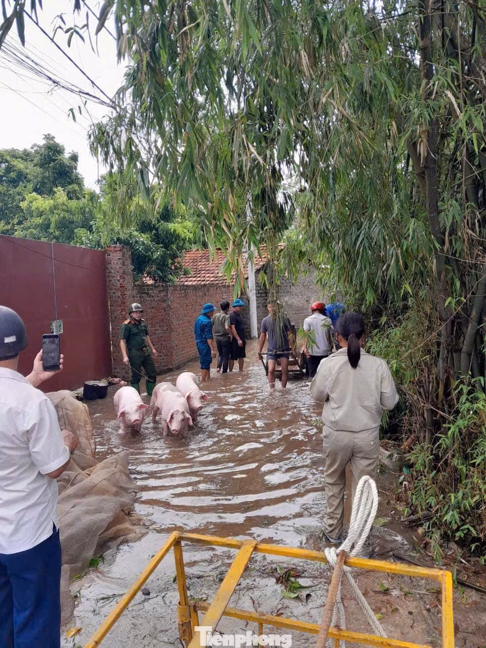 Lực lượng chức năng hỗ trợ người dân di chuyển vật nuôi tới khu vực an toàn.