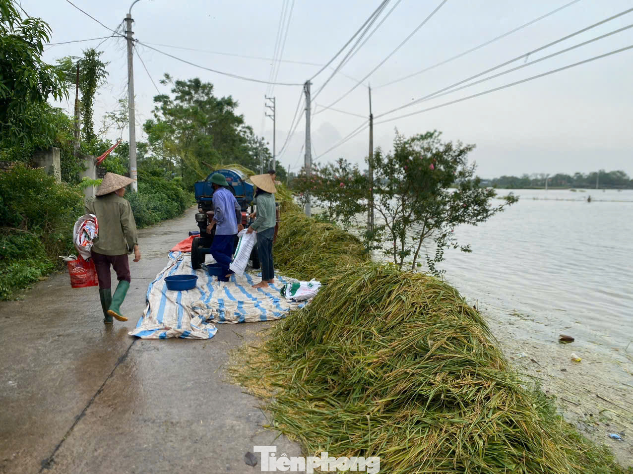 Người dân nỗ lực "cứu" lúa đang chìm trong biển nước.