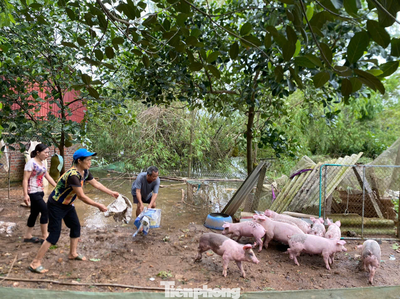 Nhà ngập sâu, gia đình ông Hồng Phong ( Xã Vật Lại, Ba Vì) phải sơ tán vật nuôi tới ở nhà của một người quen trong xã vì nước ngập, việc kê cao chuồng cho chó, gà, lợn không có tác dụng.