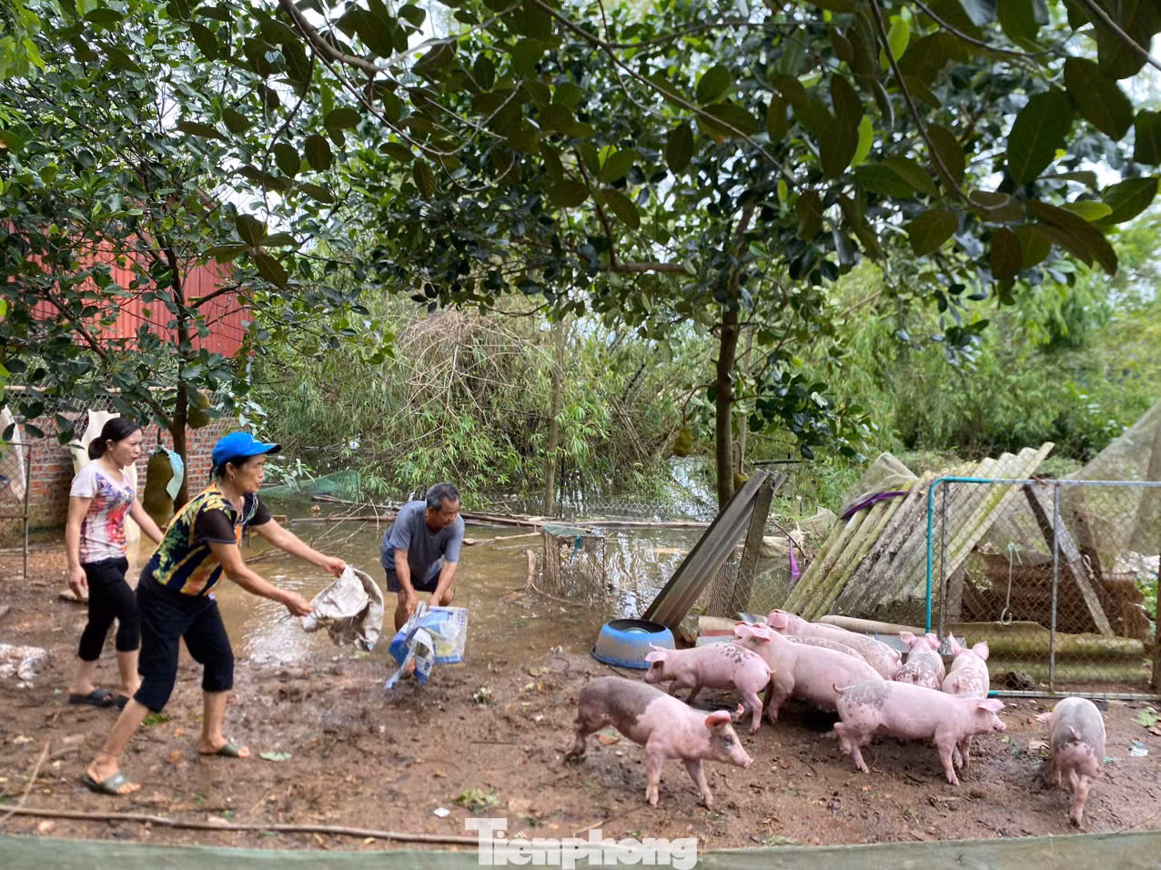Nhà ngập sâu, gia đình ông Hồng Phong ( Xã Vật Lại, Ba Vì) phải sơ tán vật nuôi tới ở nhà của một người quen trong xã vì nước ngập, việc kê cao chuồng cho chó, gà, lợn không có tác dụng.