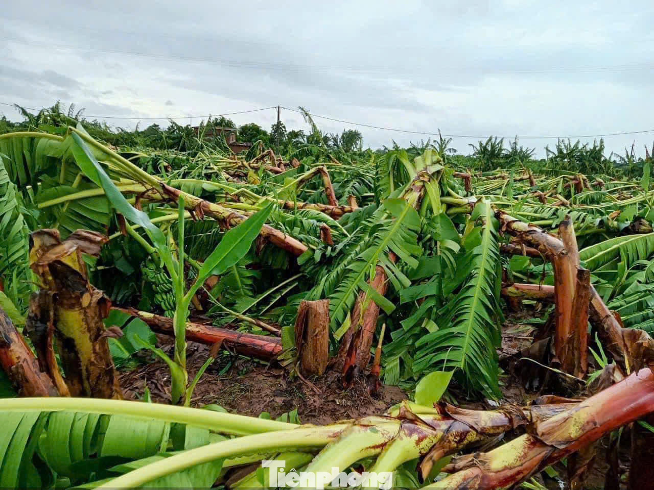 Nhiều khu vực trồng rau màu của người dân cũng bị gãy đổ, ảnh hưởng nghiêm trọng.