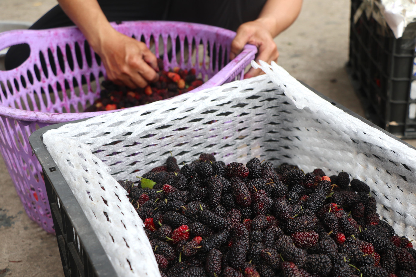 Một tiểu thương bán hàng tại chợ cho biết, chị bắt đầu nhập dâu tằm bán được gần 2 tuần nay. Dâu tằm được chọn là dâu chín đỏ, được mua về để làm siro. Hàng đổ sỉ cho các công ty sẽ không cần tuyển chọn nhiều mà giá cũng rẻ hơn.