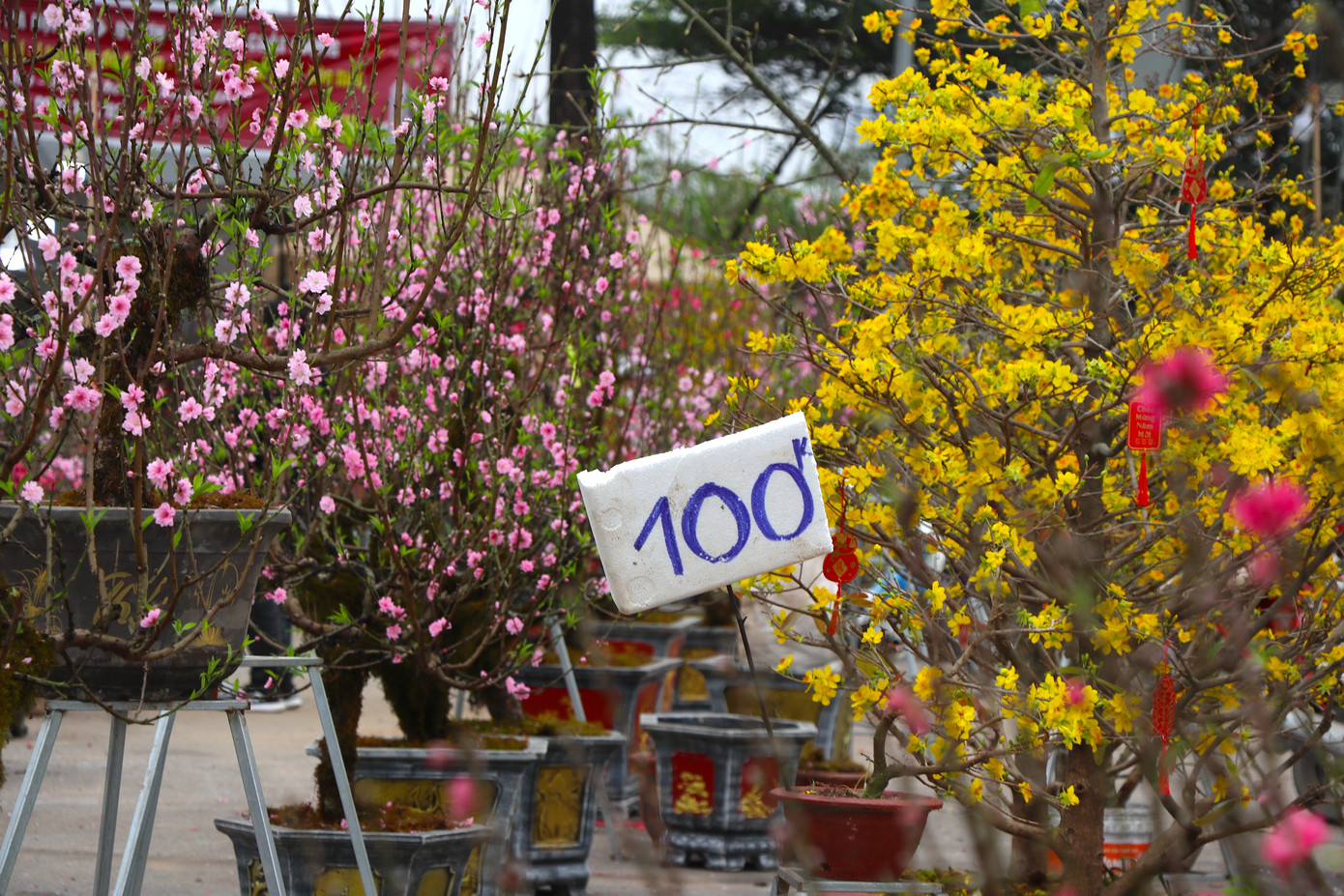 Nhiều chậu đào, mai nở kín hoa giảm giá chỉ còn 100.000 đồng/cành.