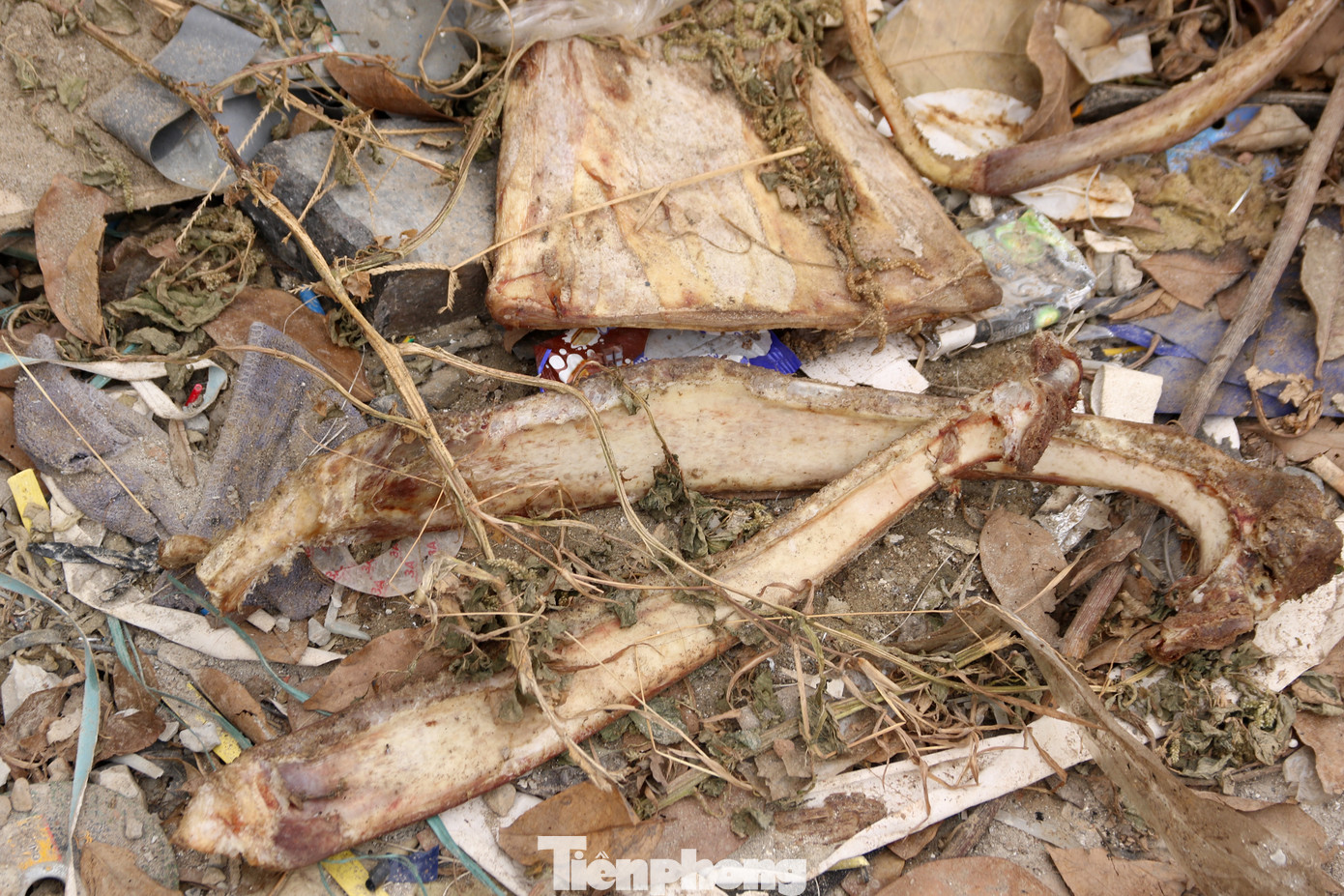 Xương động vật bốc mùi hôi thối tại các bãi rác tự phát.