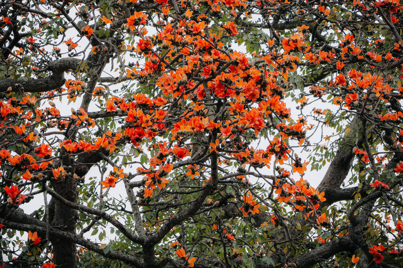 Hoa gạo gắn liền tháng 3 với sắc hoa đỏ rực ấm áp báo hiệu những đợt lạnh cuối cùng sắp qua, mùa hè sắp đến.