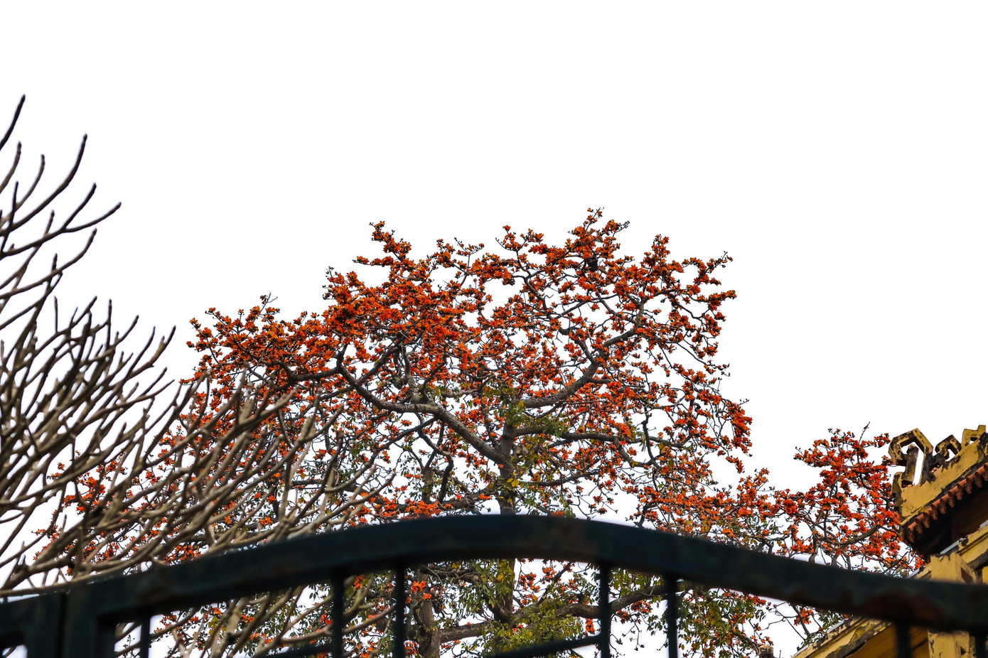 Hoa gạo còn được gọi bằng cái tên mĩ miều như hoa pơ lang, hoa mộc miên.