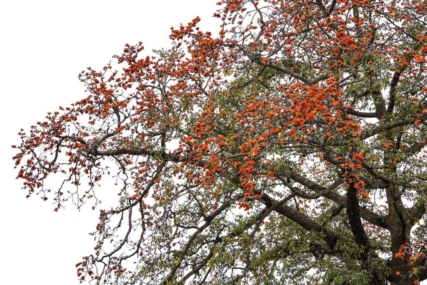 Mỗi năm chỉ có một lần vào mùa xuân, cây gạo nở hoa là dịp để mọi người chiêm ngưỡng vẻ đẹp của thiên nhiên, của đất trời. Ảnh: Vương Lộc.
