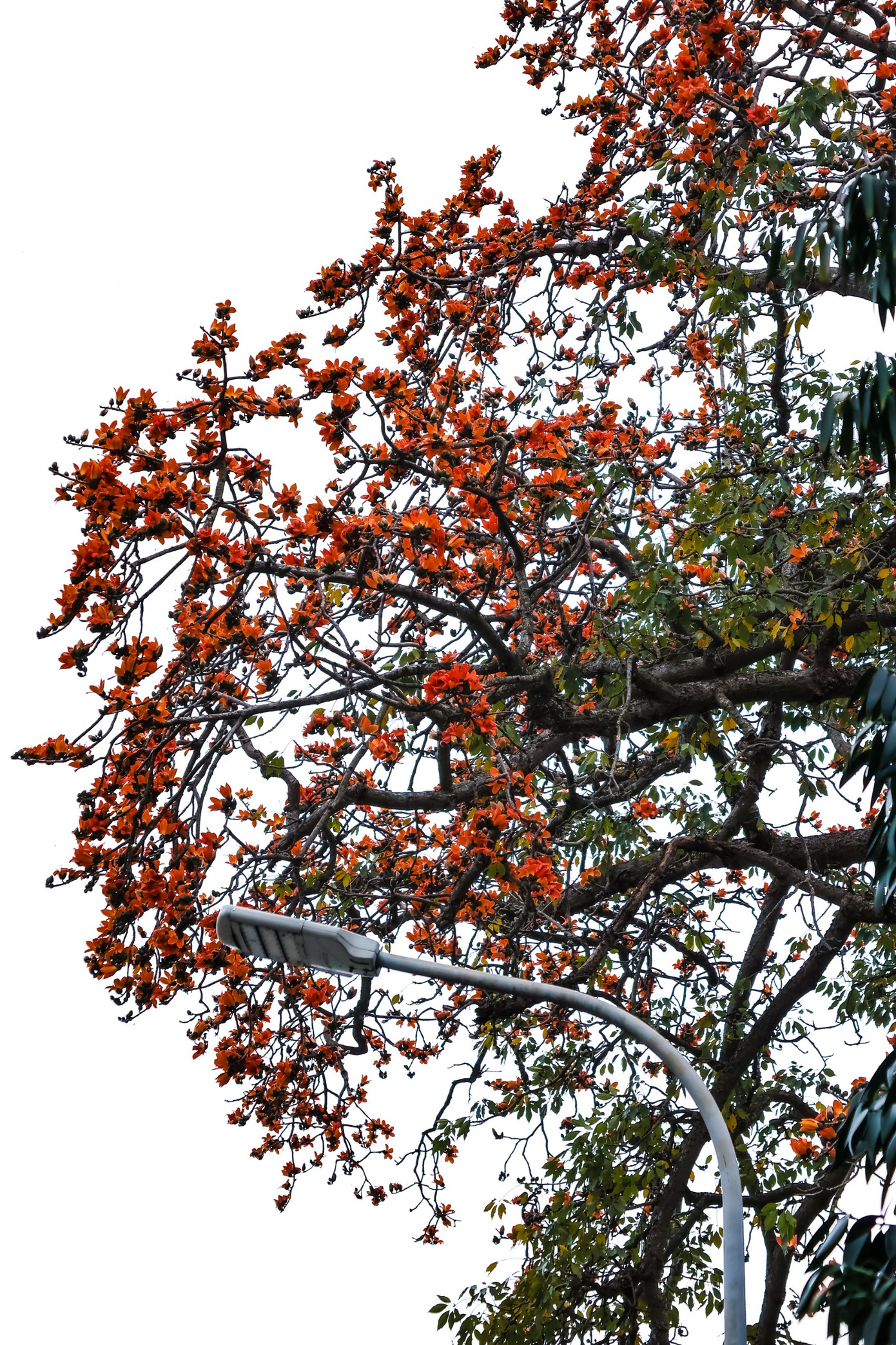 Hoa gạo là loài hoa đặc trưng của tháng 3 ở các tỉnh miền Bắc nói chung và Hà Nội nói riêng. Trên những cành cây khẳng khiu, trơ trọi dưới tác động của mùa đông lạnh giá, hoa gạo bừng tỉnh vươn mình nở rộ trong suốt hai tuần.